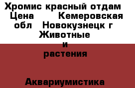 Хромис красный отдам › Цена ­ 1 - Кемеровская обл., Новокузнецк г. Животные и растения » Аквариумистика   